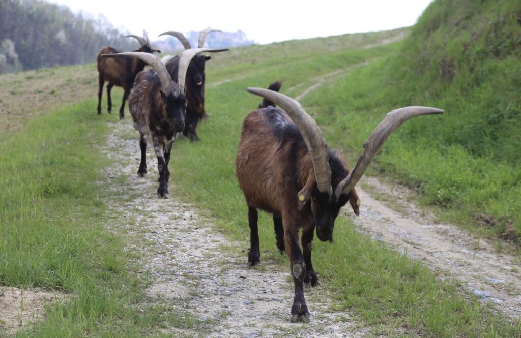 Expansion refuge project & maintenance of animals.