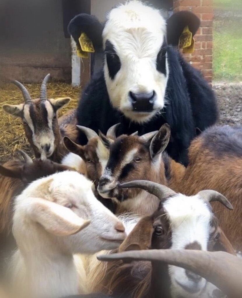 Expansion refuge project & maintenance of animals.