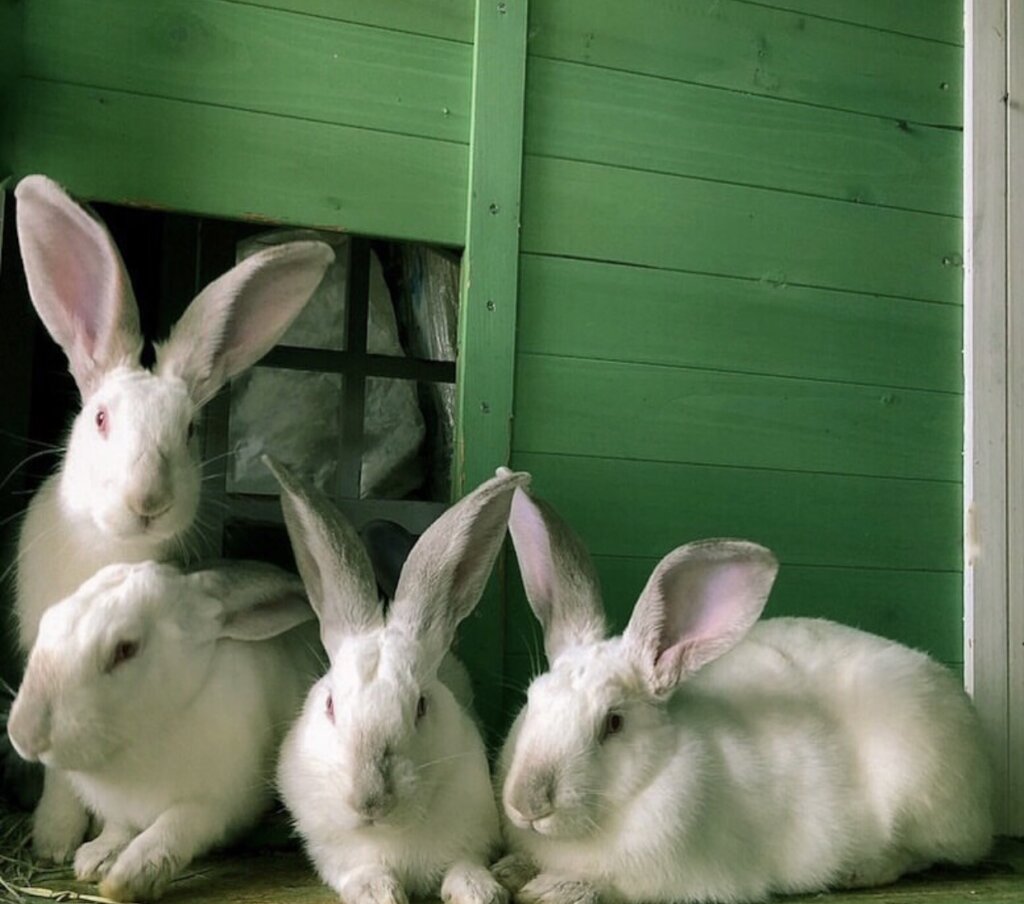 Expansion refuge project & maintenance of animals.