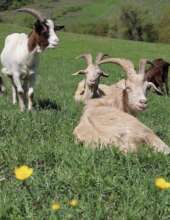 Some goats of refuge