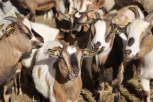 Crew of Tibetan goats