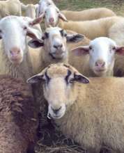 Crew of sheeps