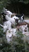 Goats family