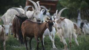 Goats of refuge