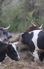 Bovine Crew