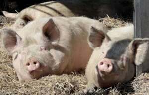 Some pigs of refuge