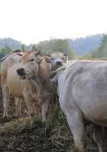 Some bovine girls of refuge