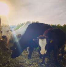 Bovine family