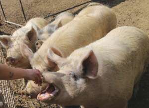 Pigs family