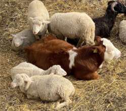 Multispecies family
