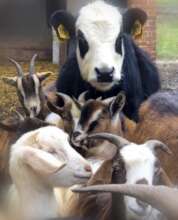 Panda and friends