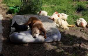 Nando 14 years old dog of refuge with friends