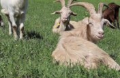 Expansion refuge project & maintenance of animals.