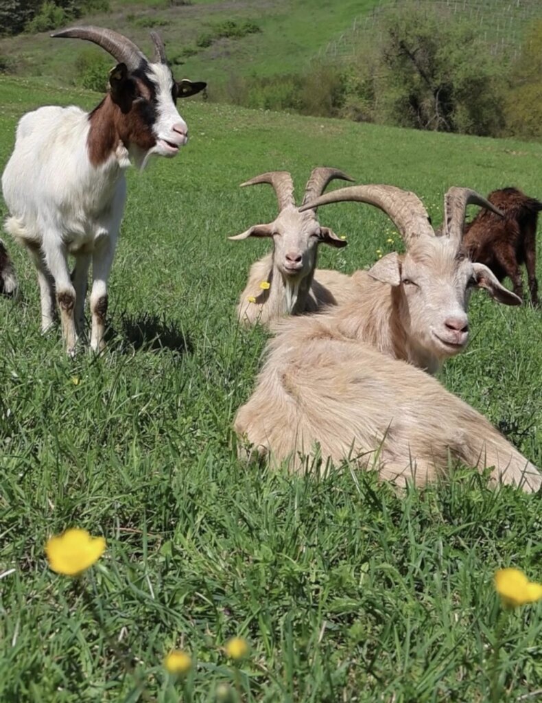 Expansion refuge project & maintenance of animals.