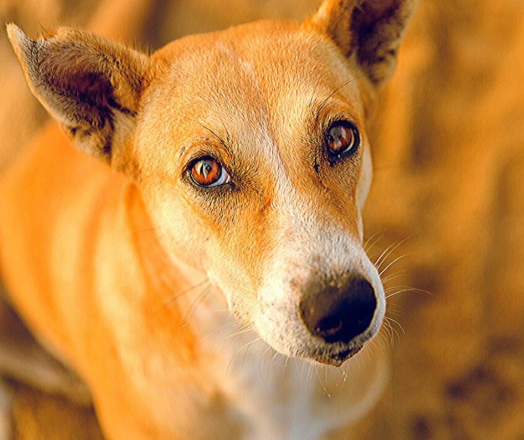 Save animals