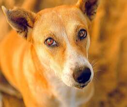 Save animals