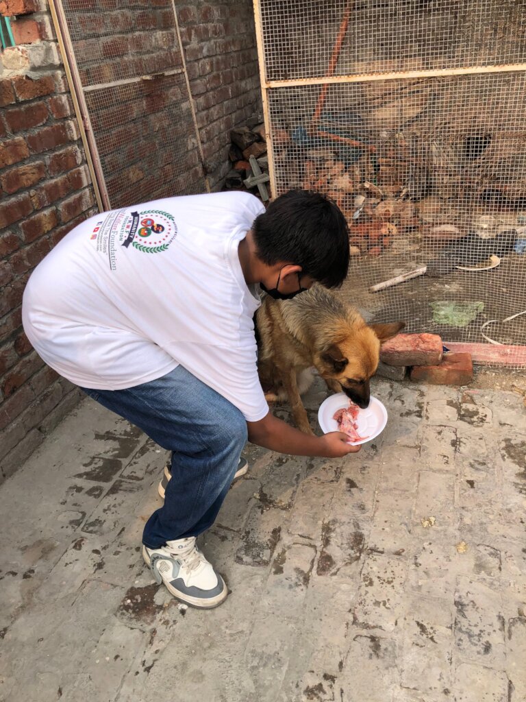 "Paws of Hope: Saving Lives from the Streets"