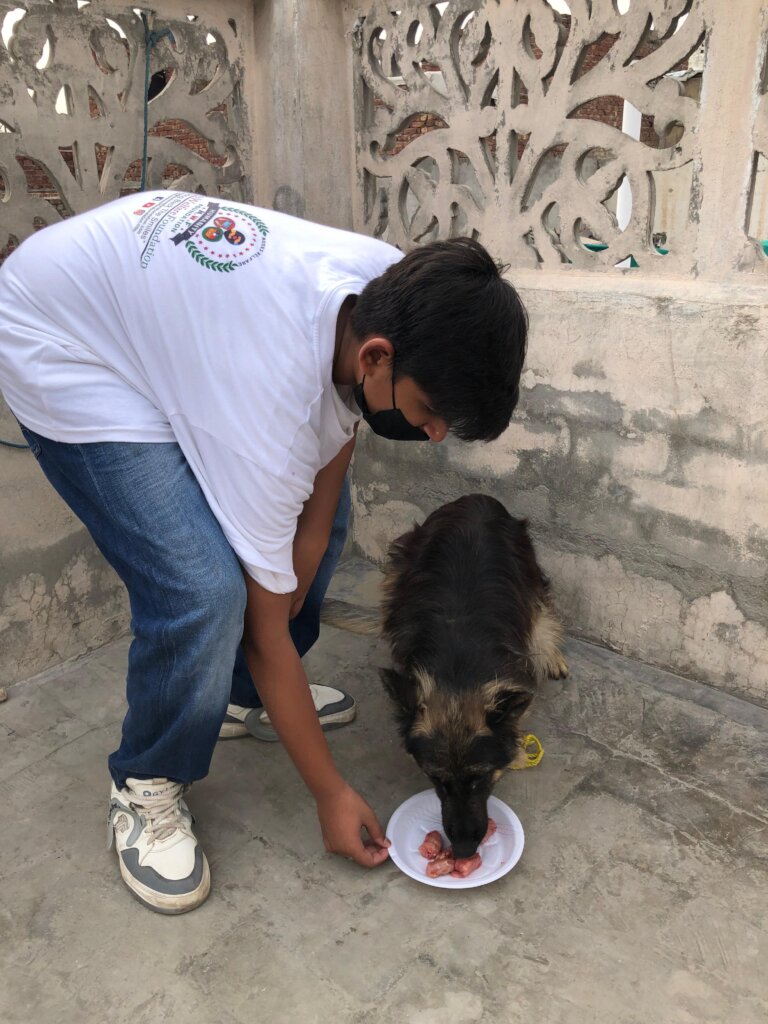 "Paws of Hope: Saving Lives from the Streets"