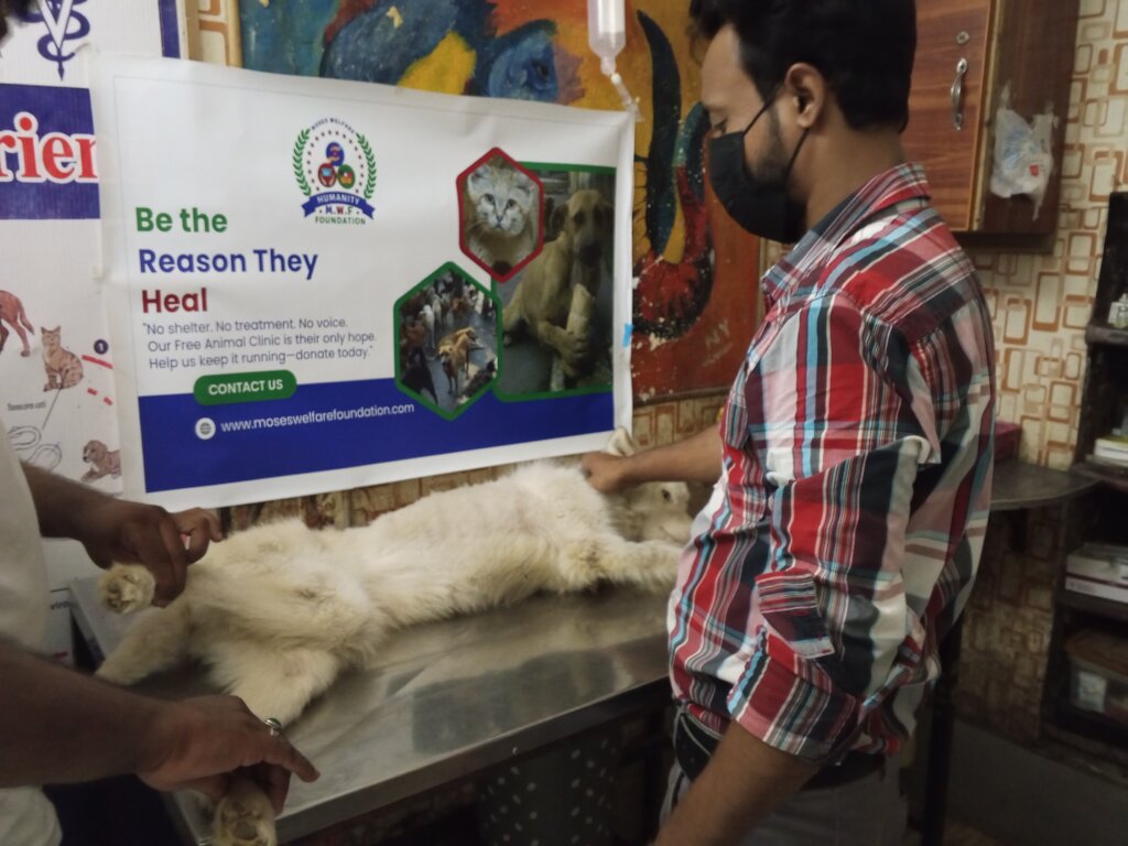 "Paws of Hope: Saving Lives from the Streets"