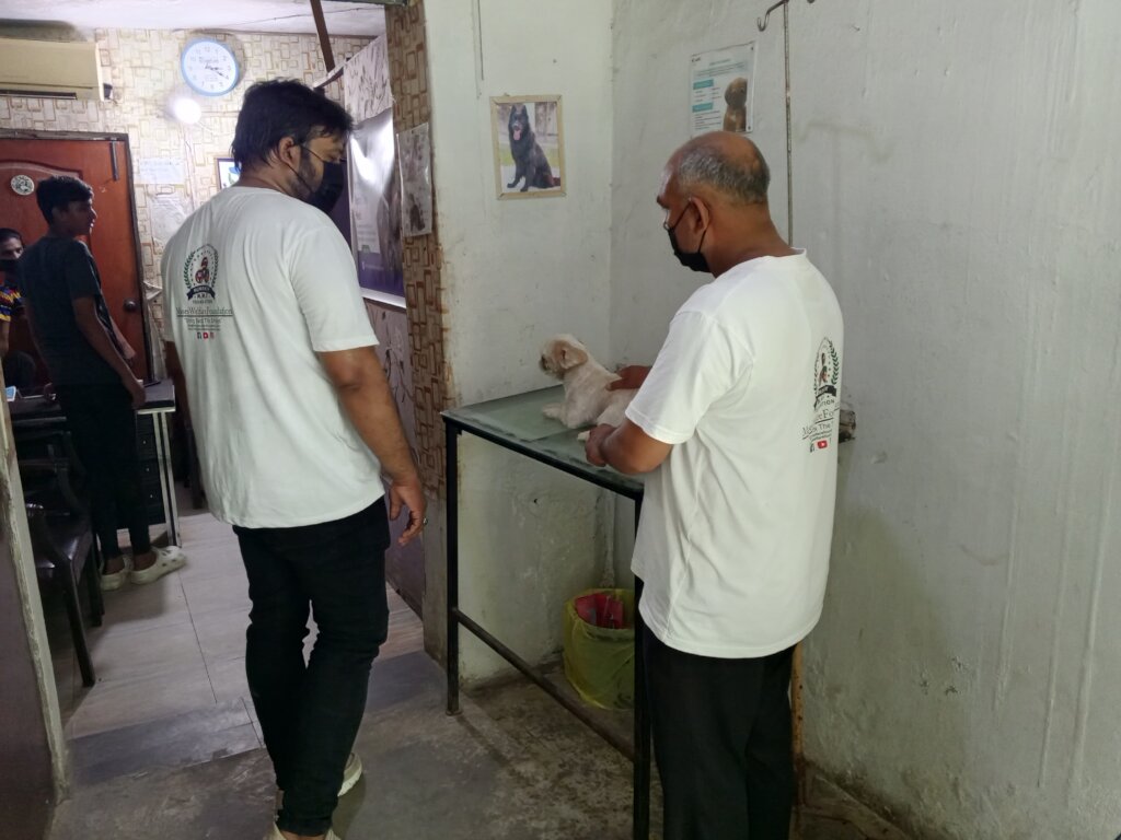 "Paws of Hope: Saving Lives from the Streets"