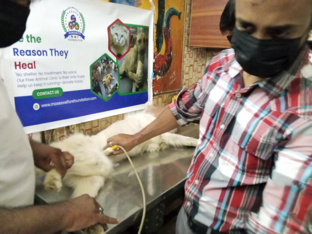 "Paws of Hope: Saving Lives from the Streets"