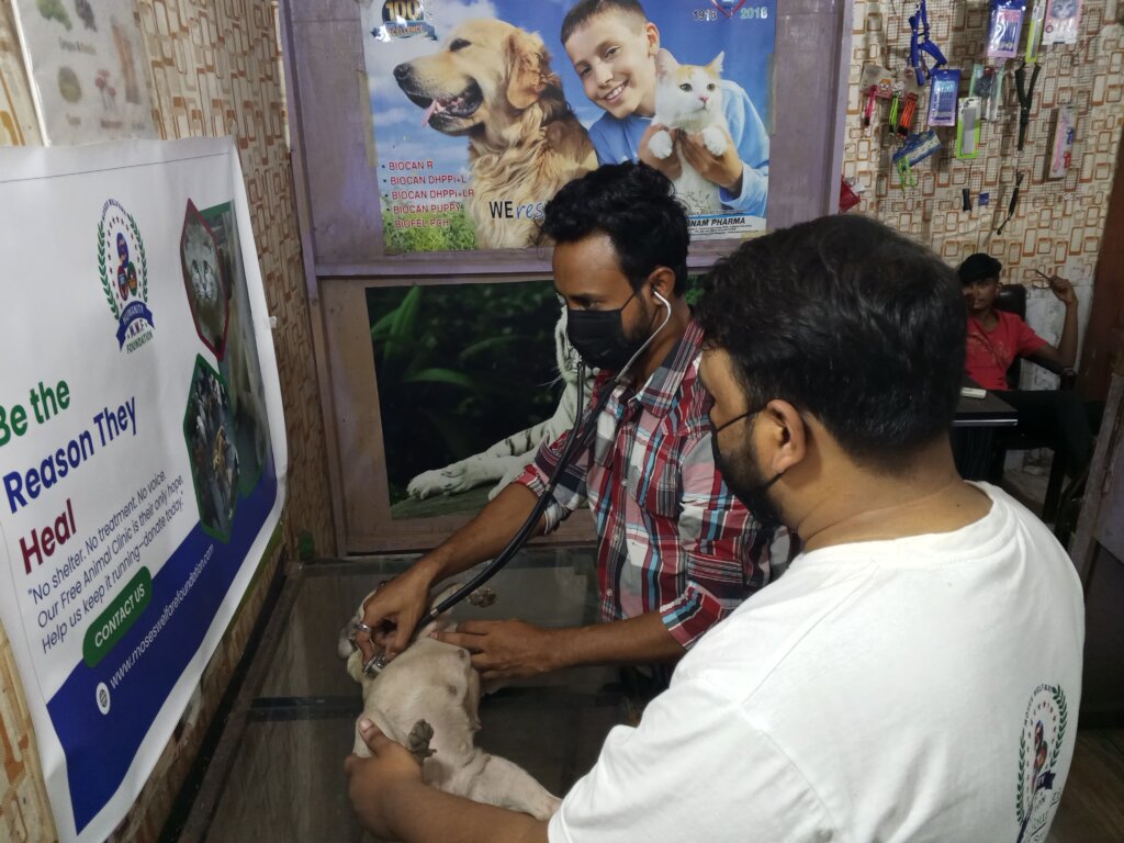 "Paws of Hope: Saving Lives from the Streets"