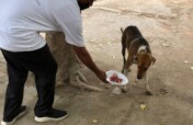 "Paws of Hope: Saving Lives from the Streets"