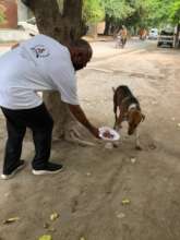 "Paws of Hope: Saving Lives from the Streets"