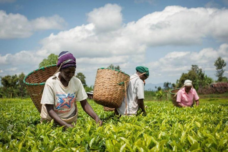 Green Futures: Empowering Ethiopian Youth