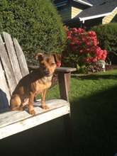 Freya backyard sunshine