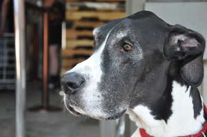 Pongo client Daisy the Great Dane