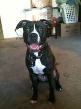 This is Sadie