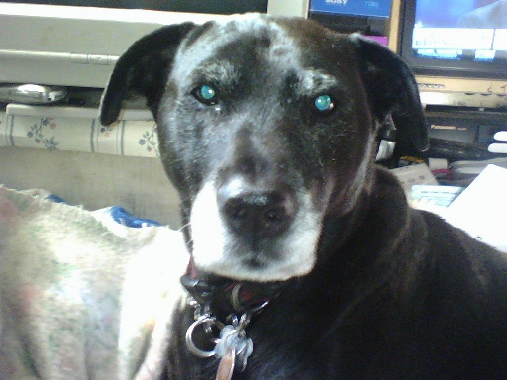 The Pongo Fund Pet Food Bank GlobalGiving