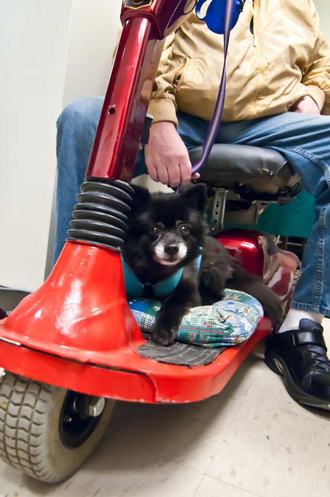 The Pongo Fund Pet Food Bank GlobalGiving