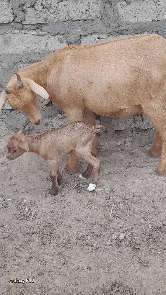 2 Water Towers & a Greenhouse for women in Kokelen