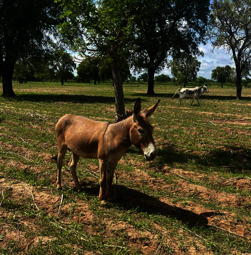 Donkey in Mali