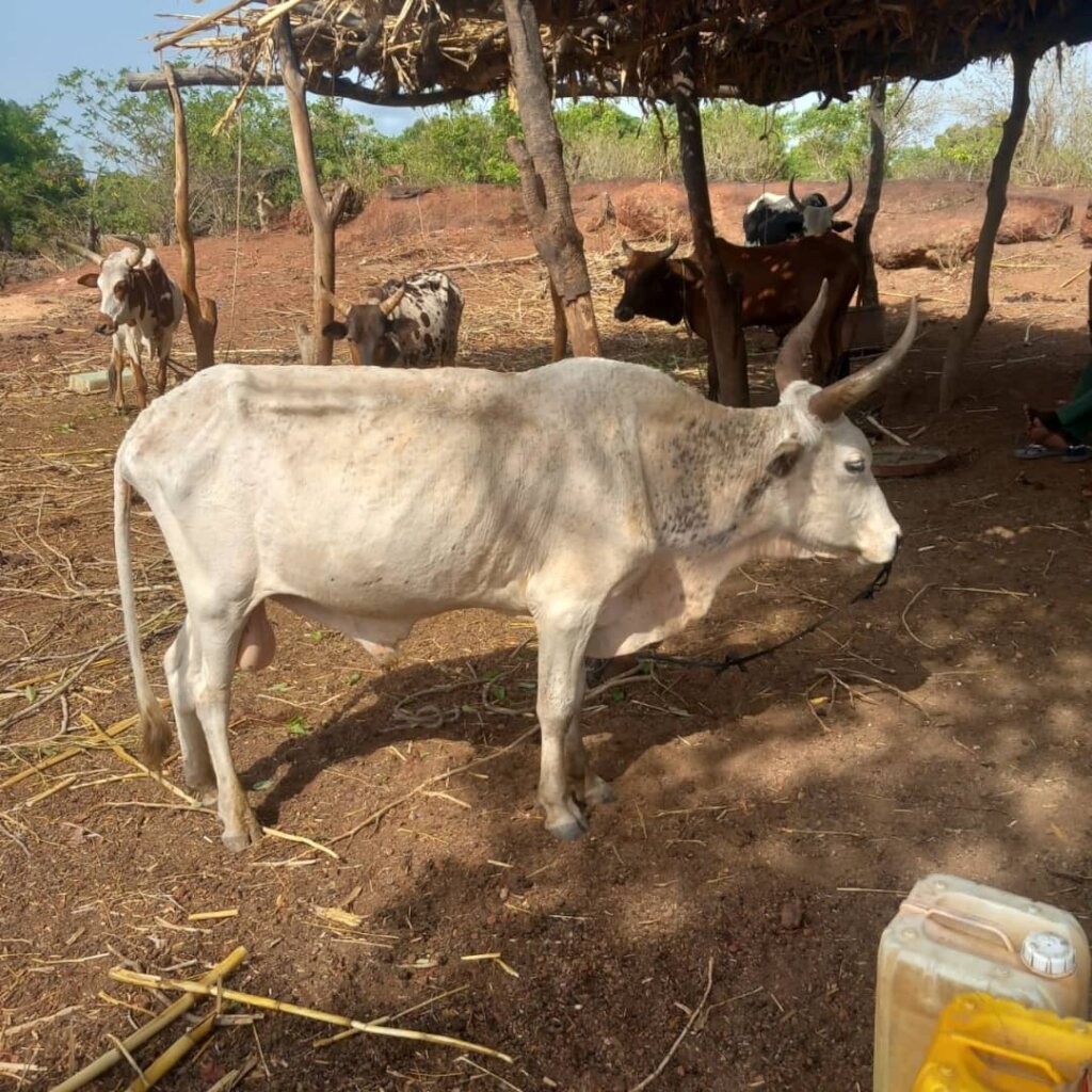 2 Water Towers & a Greenhouse for women in Kokelen