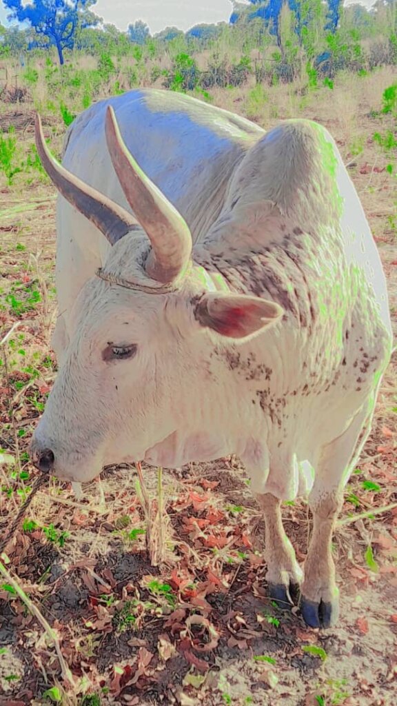 2 Water Towers & a Greenhouse for women in Kokelen