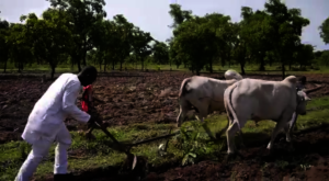 AGILE Team Driving Oxen