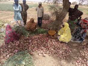 Healthy Onion Harvest