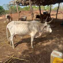 Ox Before AGILE-International Ownership