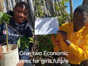 Two Economic Trees at a time for 1000 houses