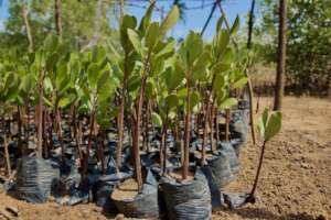 Mangrove Seedlings