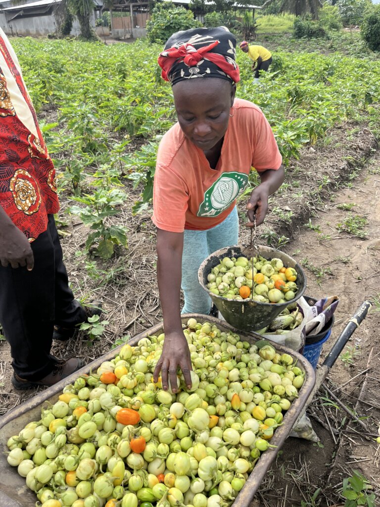 Build Cold Storage for Food Security in Liberia