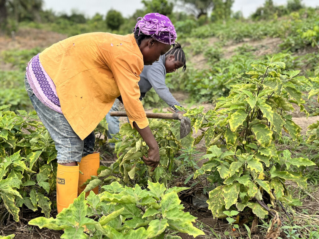 Build Cold Storage for Food Security in Liberia