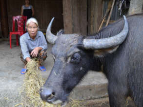 Mai was the first caregiver to get a cow in 2016