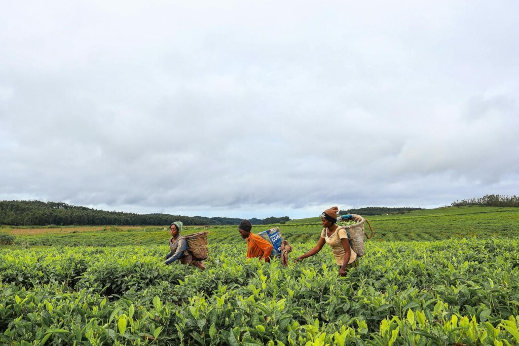 Boost Food Security for 500 Rural Women in Nigeria