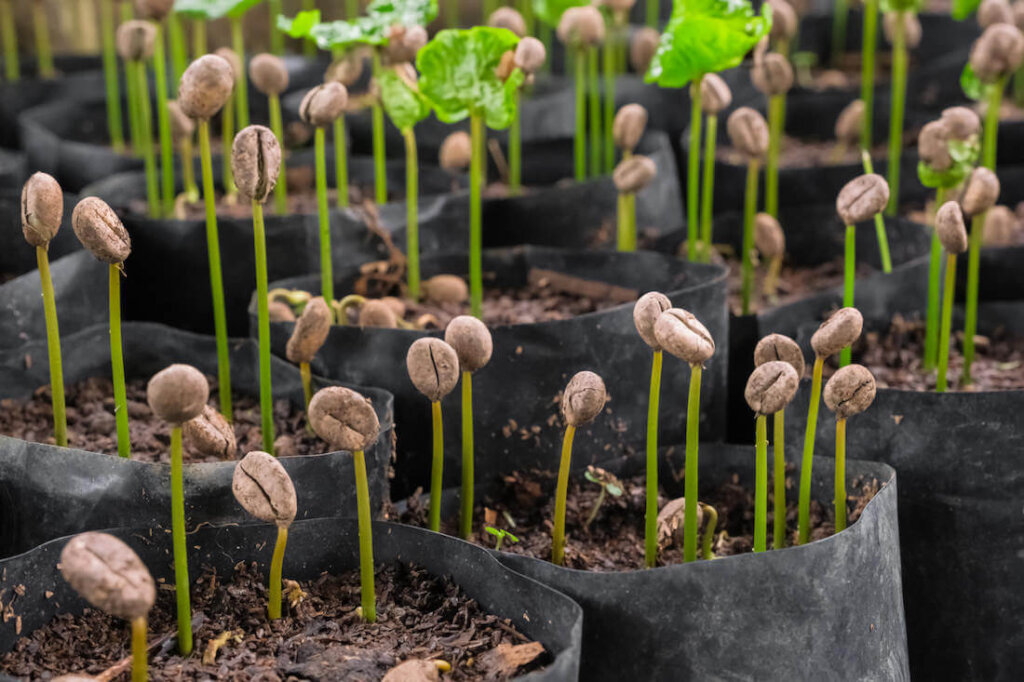 Support Sustainable Coffee Farming in Laos