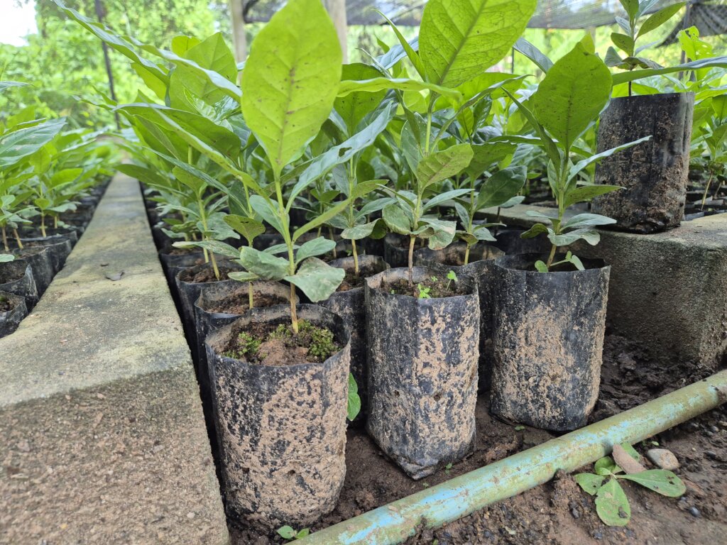 Support Sustainable Coffee Farming in Laos