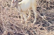 Gift a Goat, Grow Hope